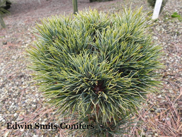 Pinus cembra 'Hirschbichlalm'